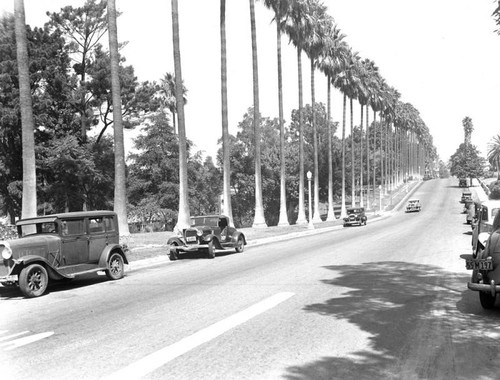 Hollenbeck Park palms