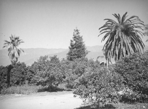 Carpinteria orange grove