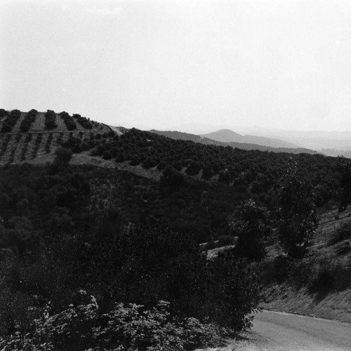 Orchard on hills