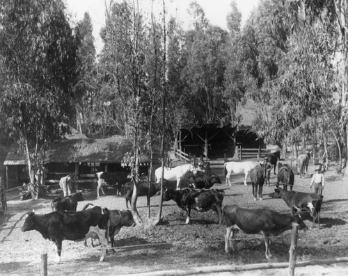 Bonadiman cows and horses