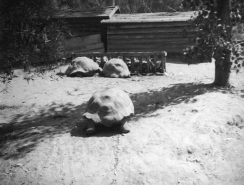 San Diego Zoo tortoises