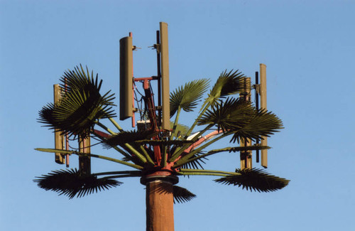 Palm tree or telephone pole?