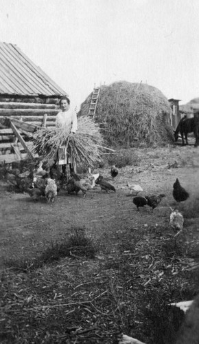 Chickens in barnyard