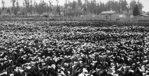 Pasadena lilies