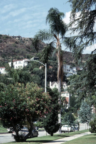 Hollywood Hills neighborhood