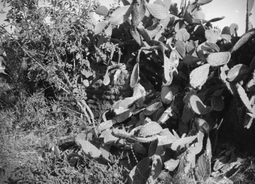 Prickly pear cactus, Mission San Luis Rey, Oceanside