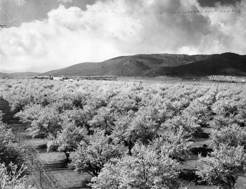 Ranches add beauty, dollars