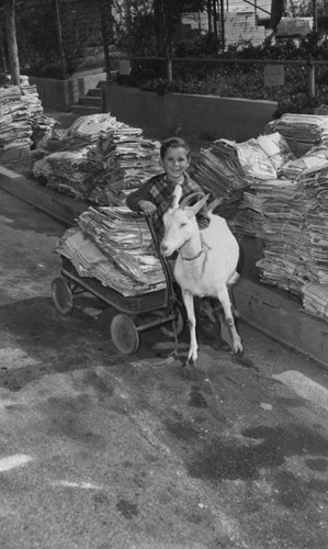 Goat helps paper drive — Calisphere