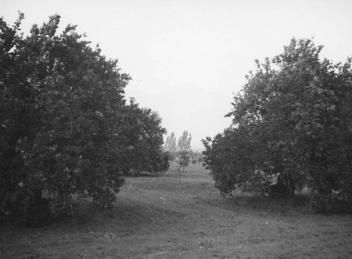 Orange grove in Upland