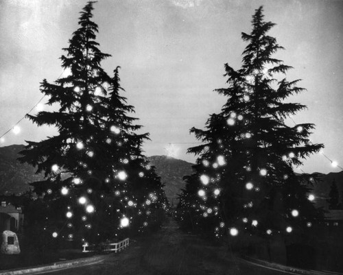 Christmas Tree Lane, Altadena