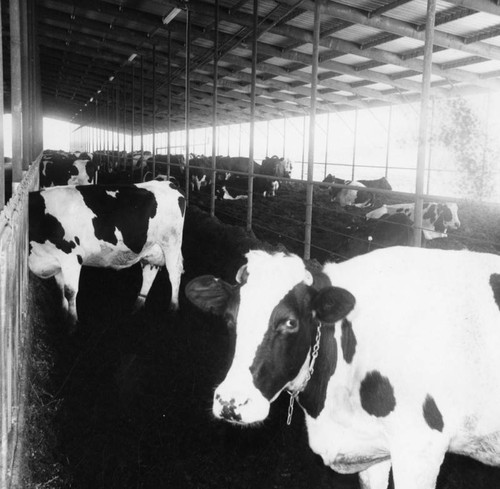 Cattle in dairy farm feedlot