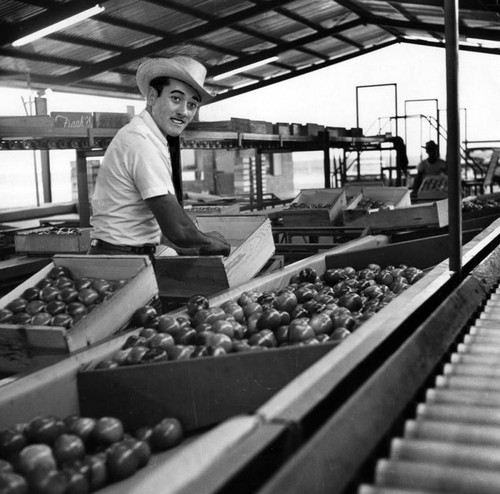 Packing tomatoes