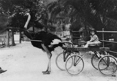 Child at ostrich farm