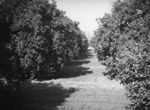 Montebello orange grove