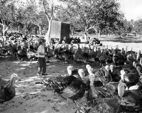 Turkey day keeping ranchers on jump