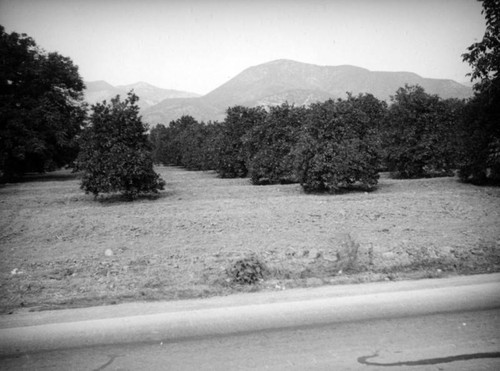 Fruit trees on a ranch in the San Fernando Valley