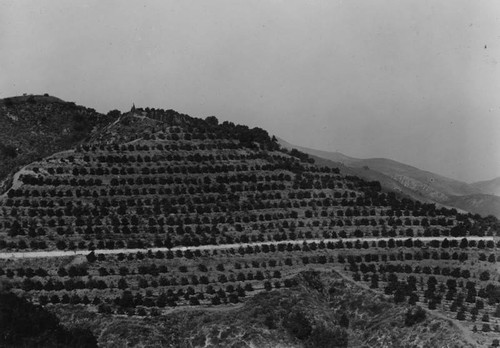 View of avocado fields, La Habra