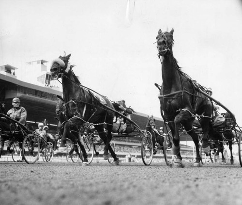 Worm's eye view of a thundering field of harness horses