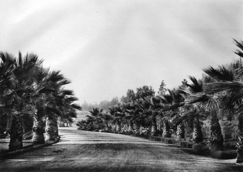 Palm trees in Elysian Park