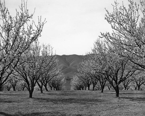 Almond grove