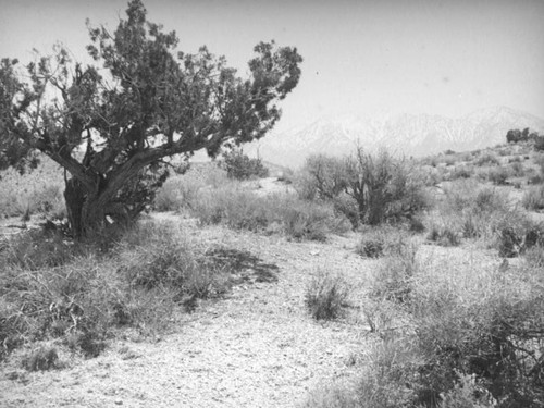 Oak tree, Mojave Desert