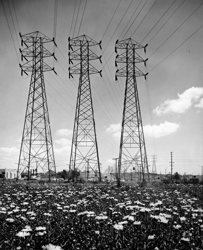 Field of electric towers and flowers