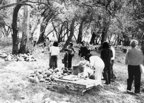 Hawaiians on gourd farm