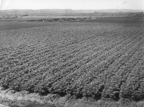 Celery field in the Venice district