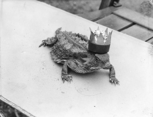 Horned toad with crown