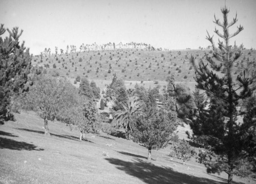 View of the Forest Lawn sign