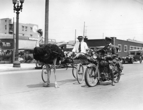 Ostrich drawn cart