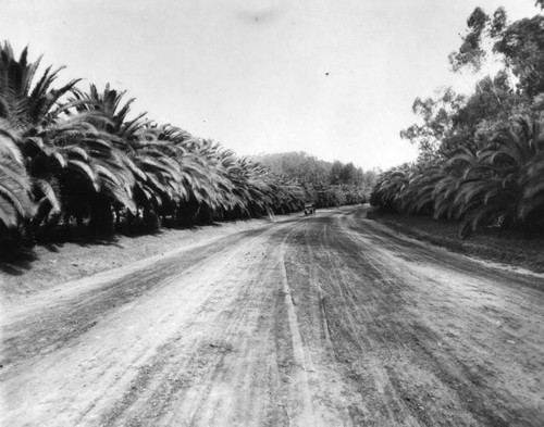 Road in Elysian Park