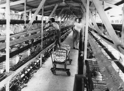 Gathering eggs in hen-house