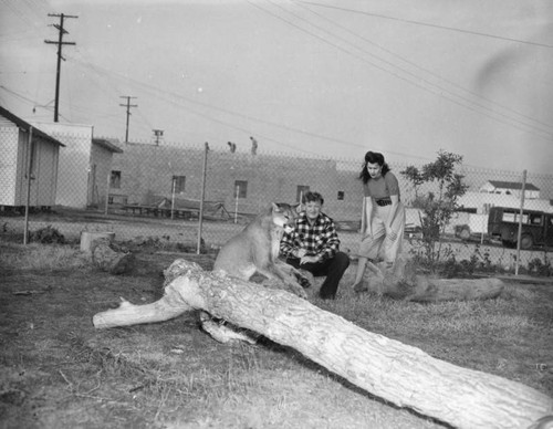 Couple and mountain lion