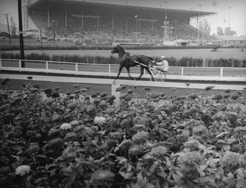 Harness racing at the Los Angeles County Fair