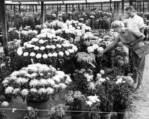 Chrysanthemum show opens