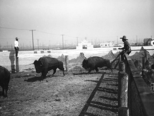 Cowboys with bison