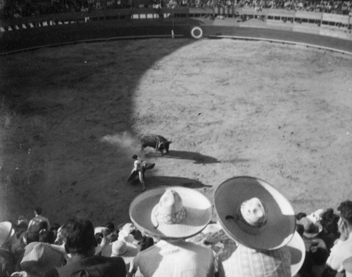 Real raging bull, El Toreo de Tijuana