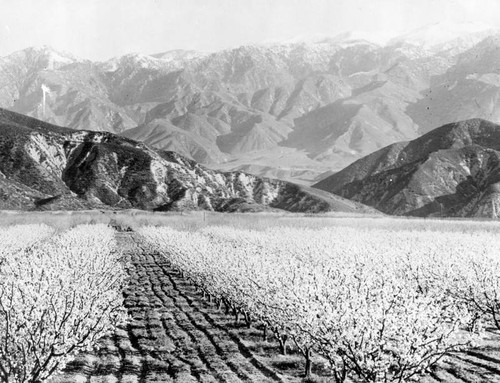 Banning almond orchard