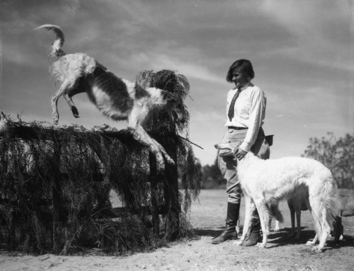 Training Borzoi dogs, view 5