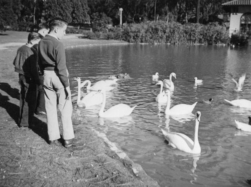 Swans on Lincoln Park Lake