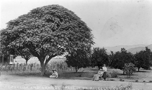 Moll's residence and ranch