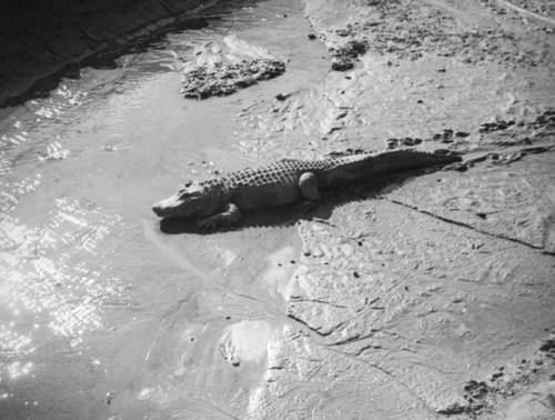 Crocodile walking through mud at Lincoln Park