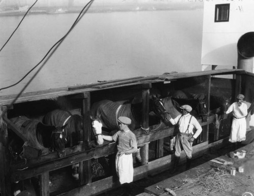 Horses arrive at harbor