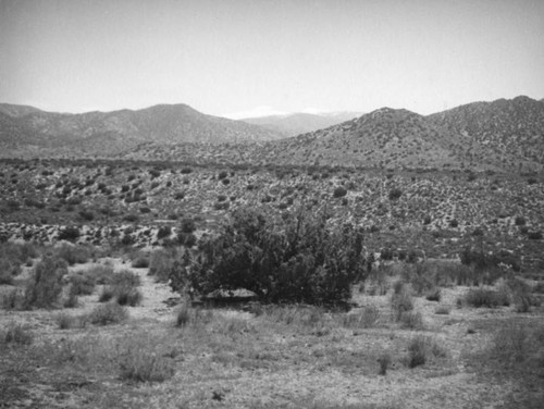 Creosote bush, Mint Canyon