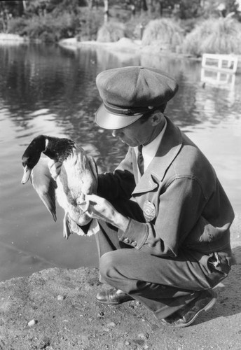 Duck at MacArthur Park