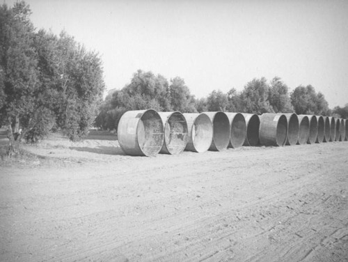 Olive groves and tubs