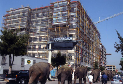 Elephants in Downtown Los Angeles