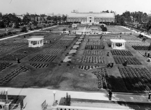 Rose garden at Exposition Park