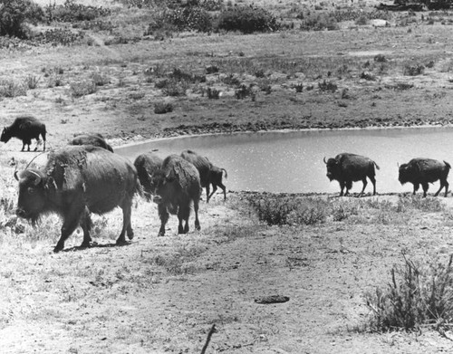 Buffalo of Catalina